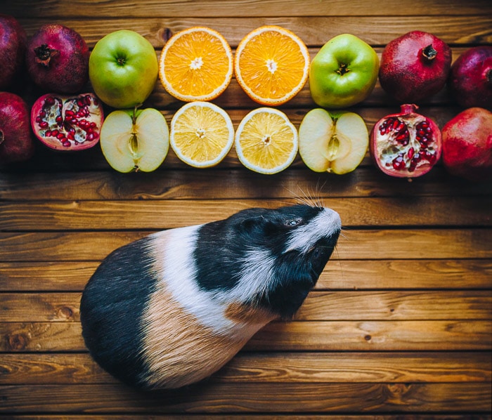 guinea pig with nectarine fruit