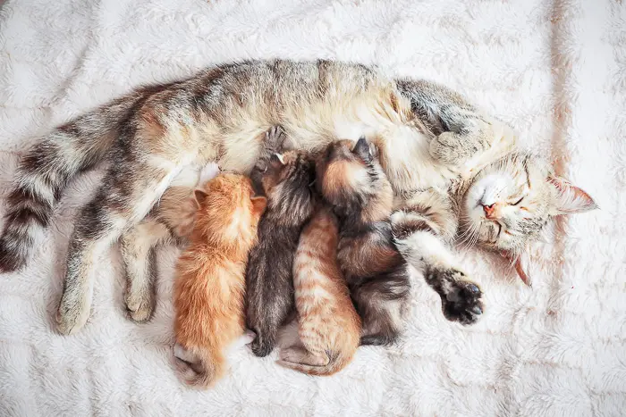 four kittens nursing on mother cat