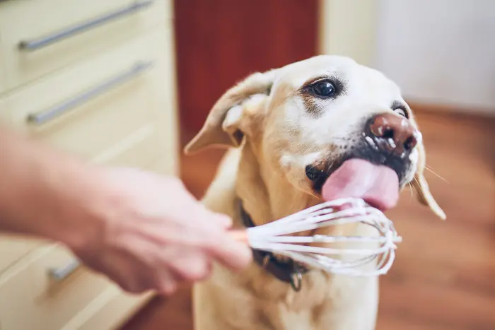 yellow lab licking whisk to make cheesecake