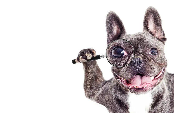 black french bulldog with magnifying glass