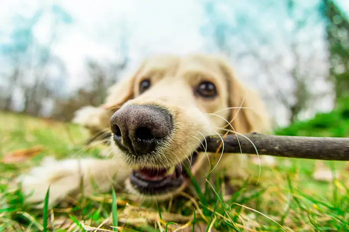 How To Give Your Dog A Spa Day At Home – [Vet Explains Pets]