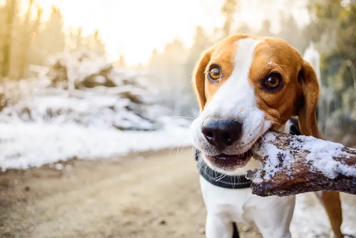 beagle with snowy stick in mouth