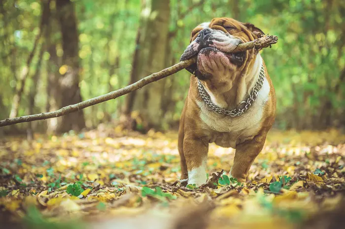 bulldog running with stick in mouth