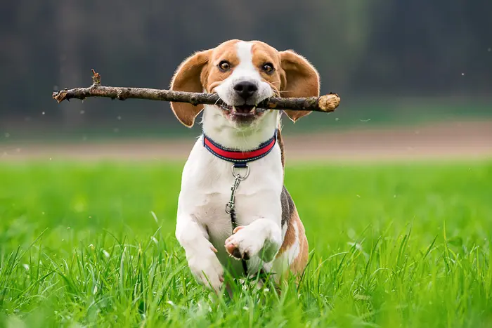 beagle dog running with large stick in mouth on grass