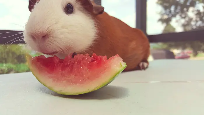 Can i feed on sale my guinea pig watermelon