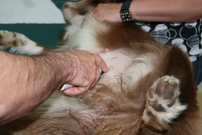 veterinarian examining abdomen of dog for ticks