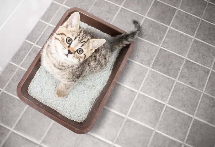 How Often Do Cats Pee Vet Explains Pets