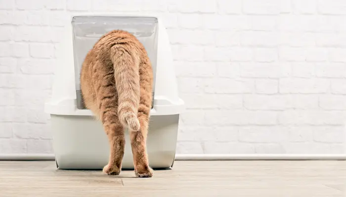 How Often Should Cats Pee 4 Of 4 