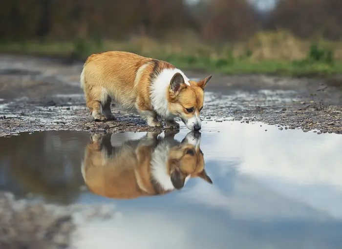 is it bad if a dog eats a slug