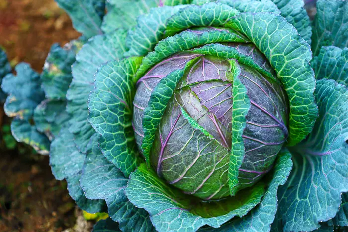 close up of a green and purple cabbage