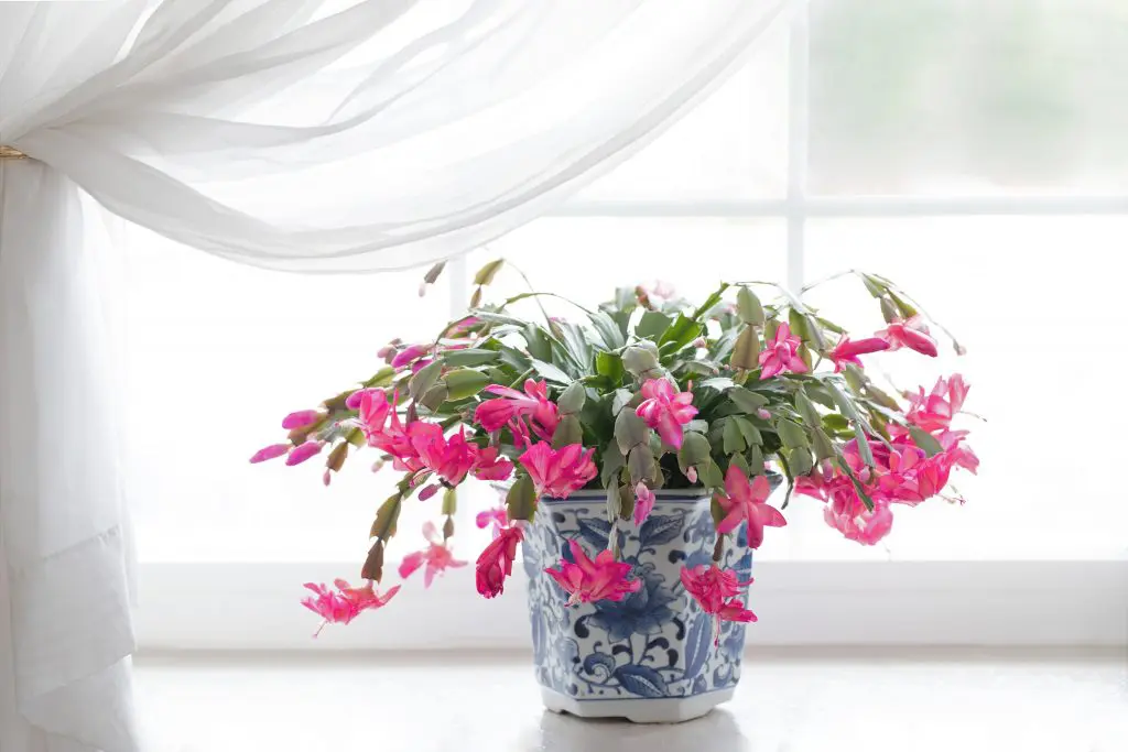 Are Christmas Cactus Poisonous To Dogs?