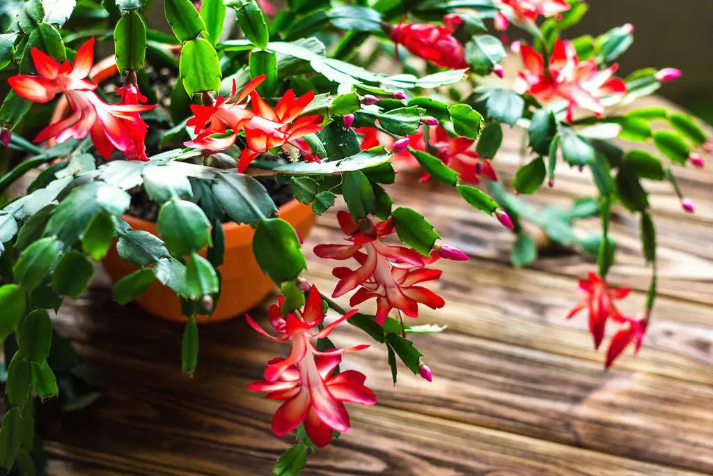 Les cactus de Noël sont-ils toxiques pour les chiens ?