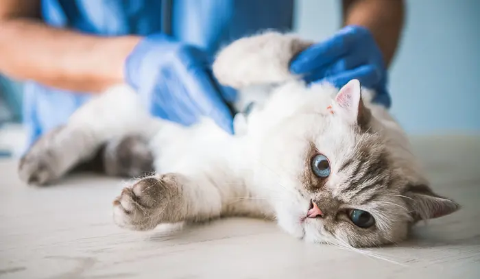 How Long Do Cats Live Vet Explains Pets