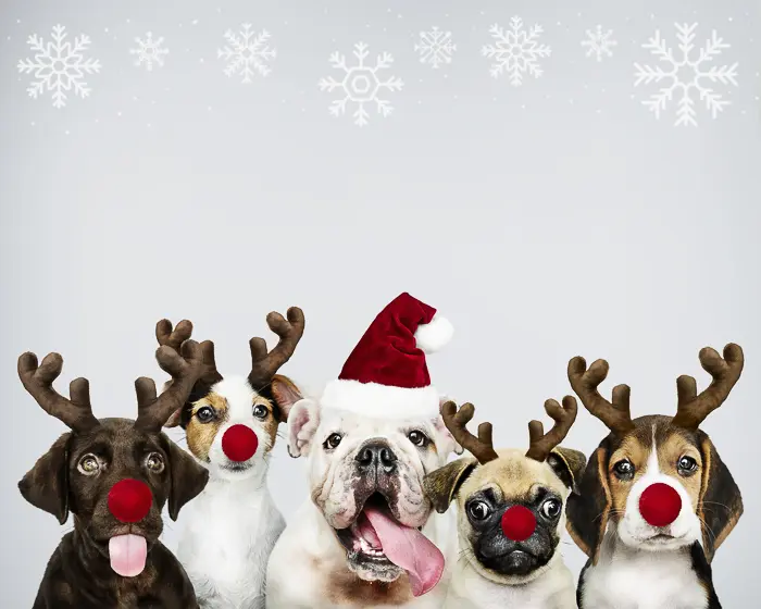 Pet Holiday Ultimate Guide To Surviving The Holidays With Pets Vet