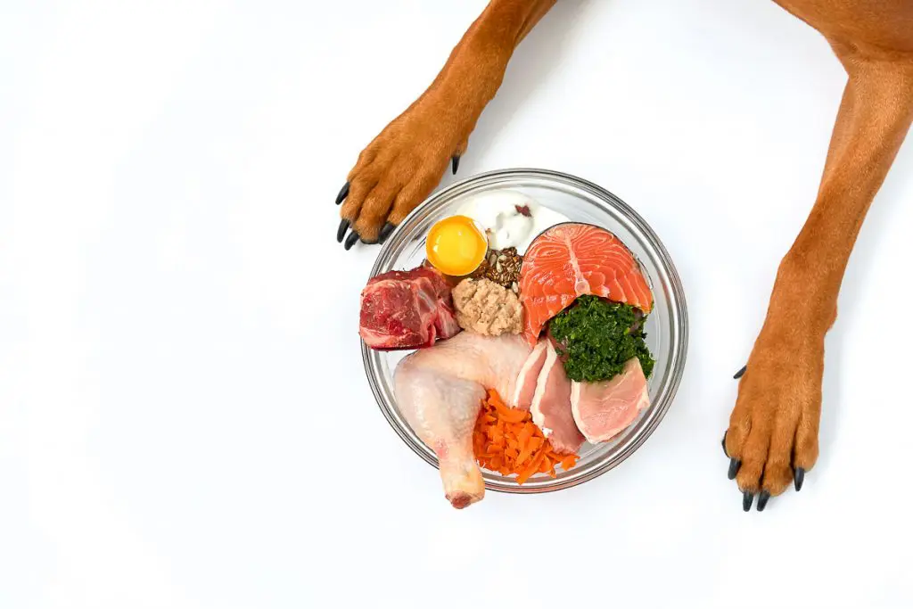 is too much salmon bad for dogs