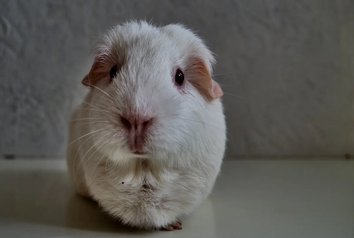 Can you give outlet guinea pigs cucumber