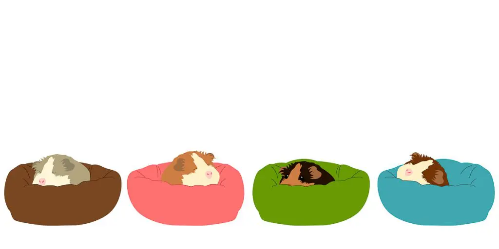drawing of guinea pigs sleeping in colorful beds