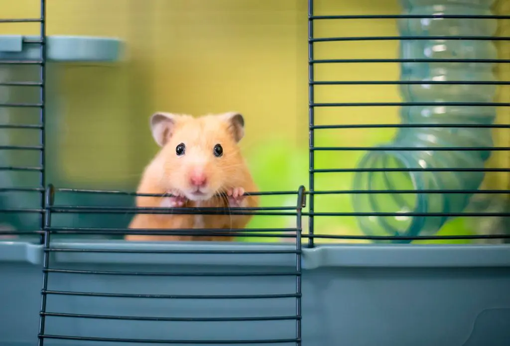 orange hamster peeking out of hamster cage