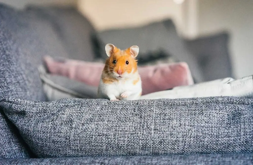 Can syrian hamsters eat cheese sale