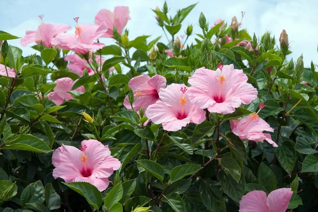 thick pink hibiscus plant