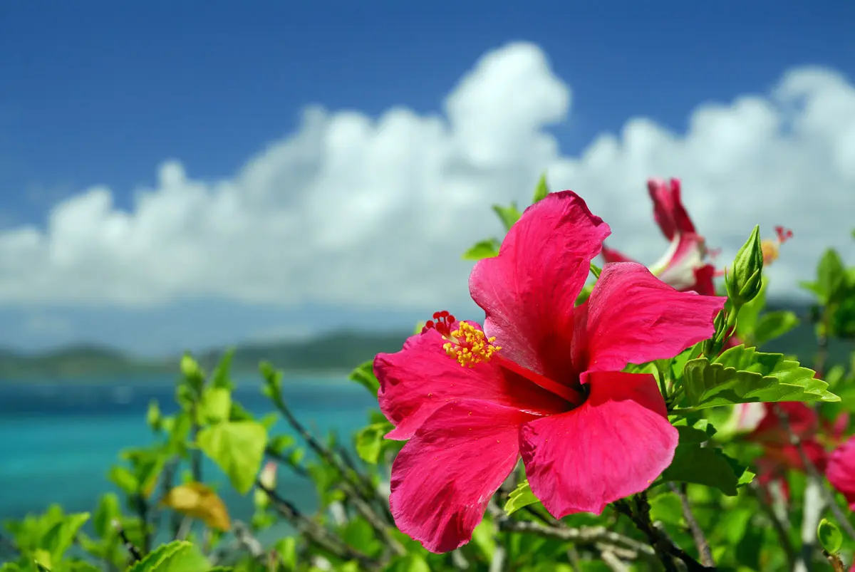 Are Hibiscus Plants Poisonous To Dogs And Cats