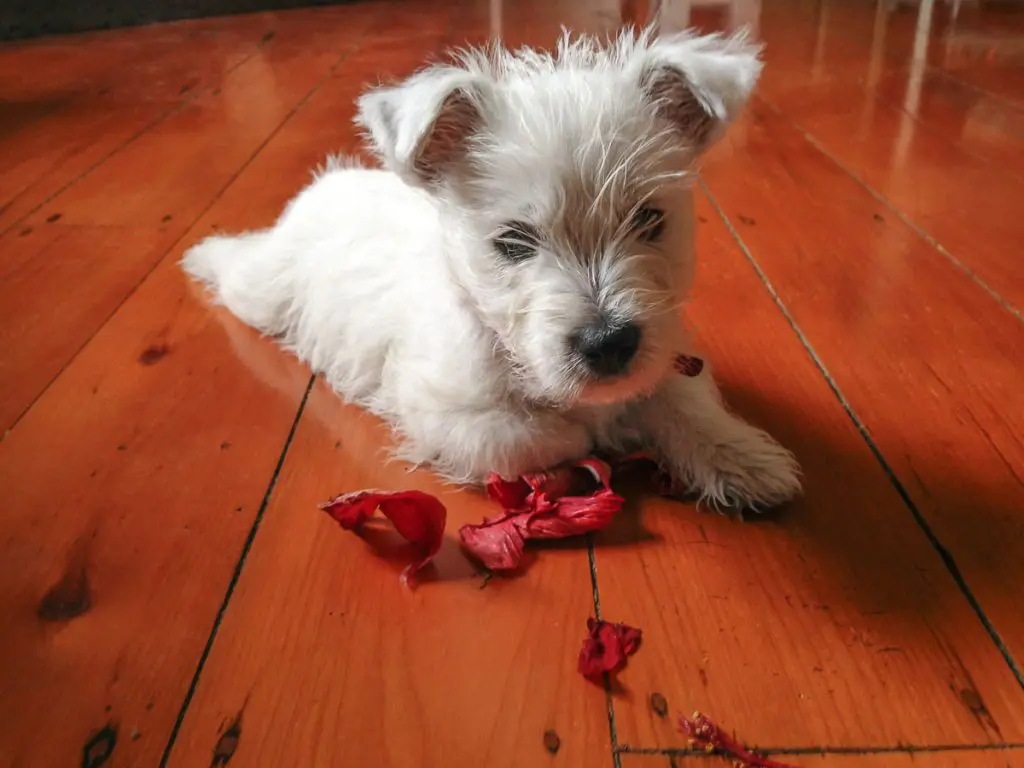 are hibiscus flowers bad for dogs