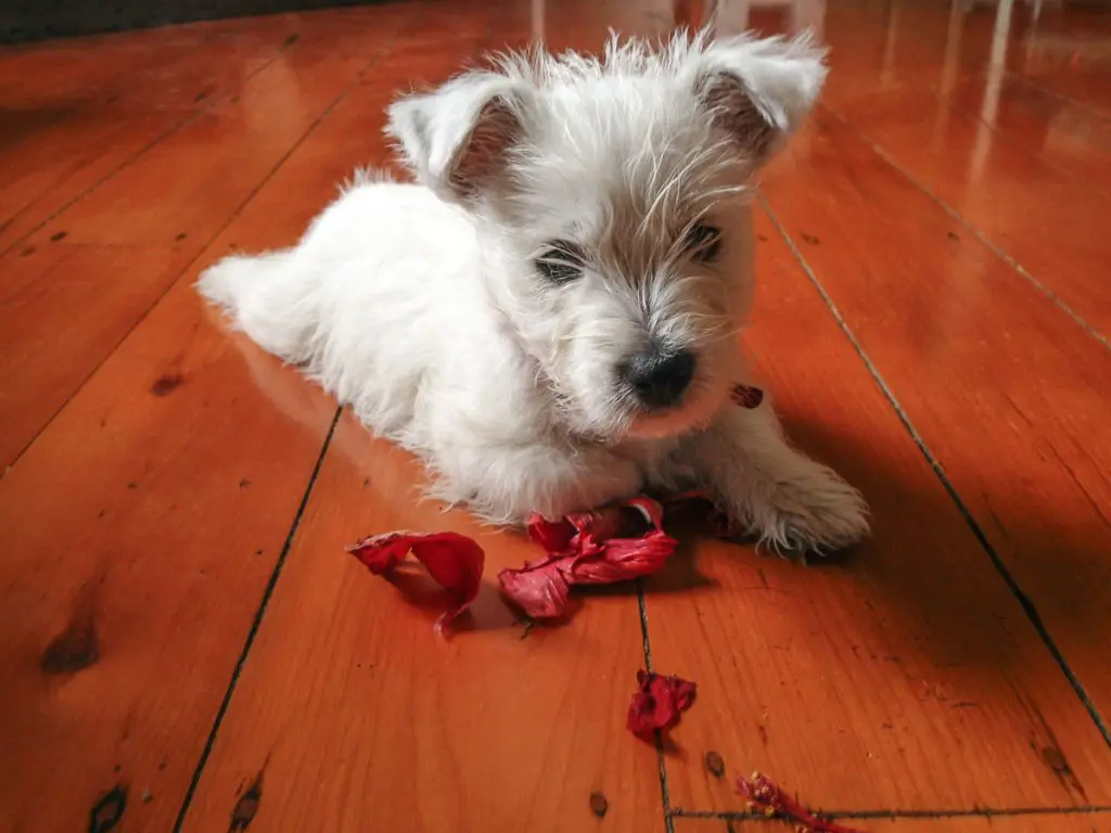 white puppy laying beside chewed up hibiscus petals