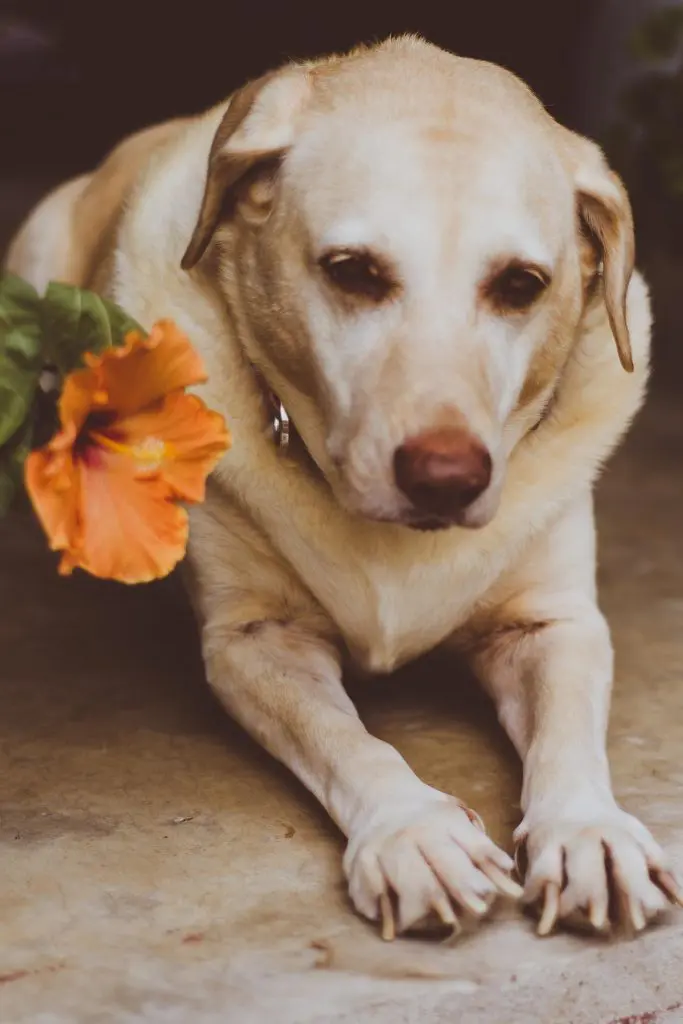 are hibiscus flowers bad for dogs