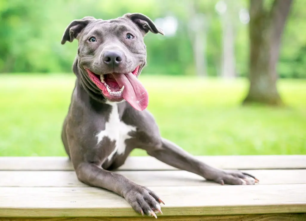 grey pitbull puppy on wooden picnic table with tongue out