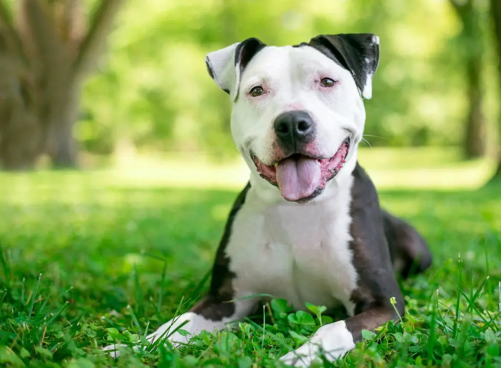 black and white pitbull puppy