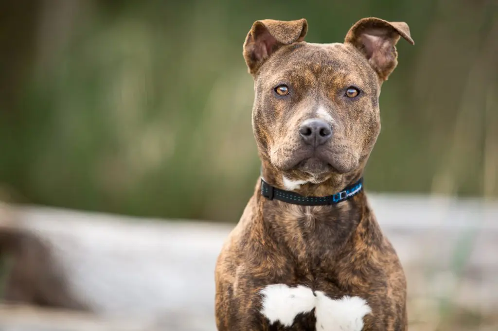 older brindle pitbull puppy