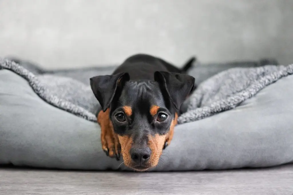 miniature pinscher dog laying on dog bed