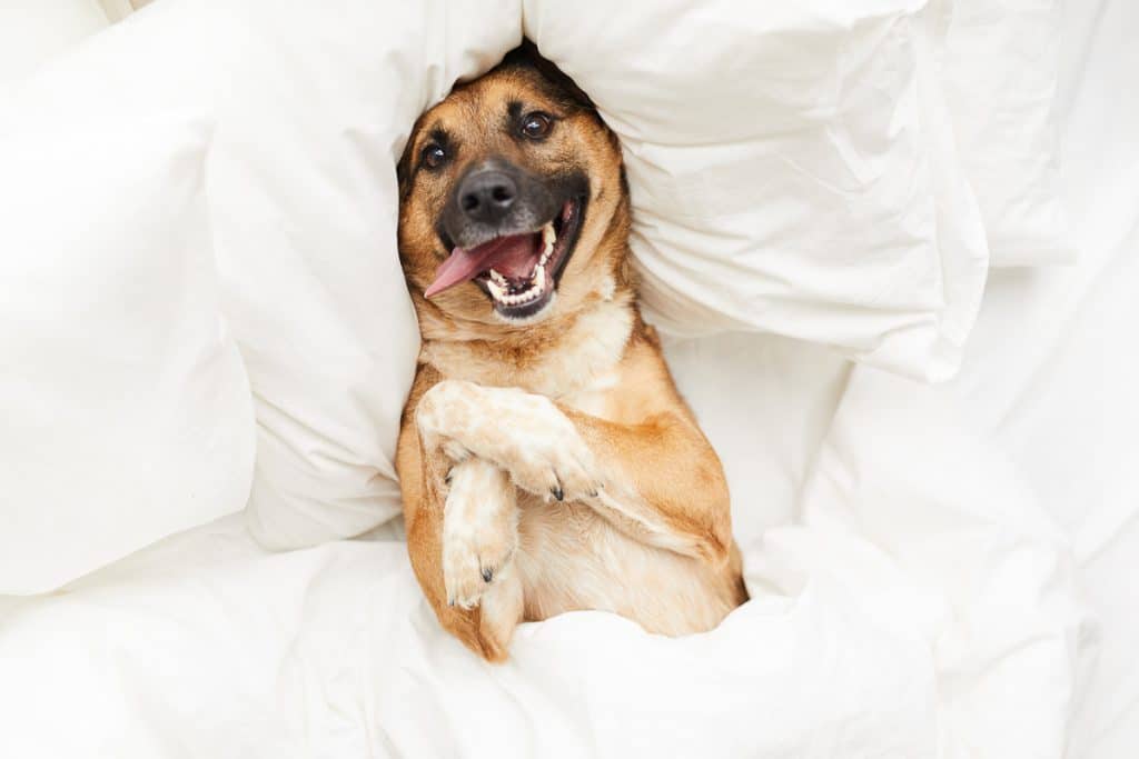 german shepherd mix laying in white bedding on its back