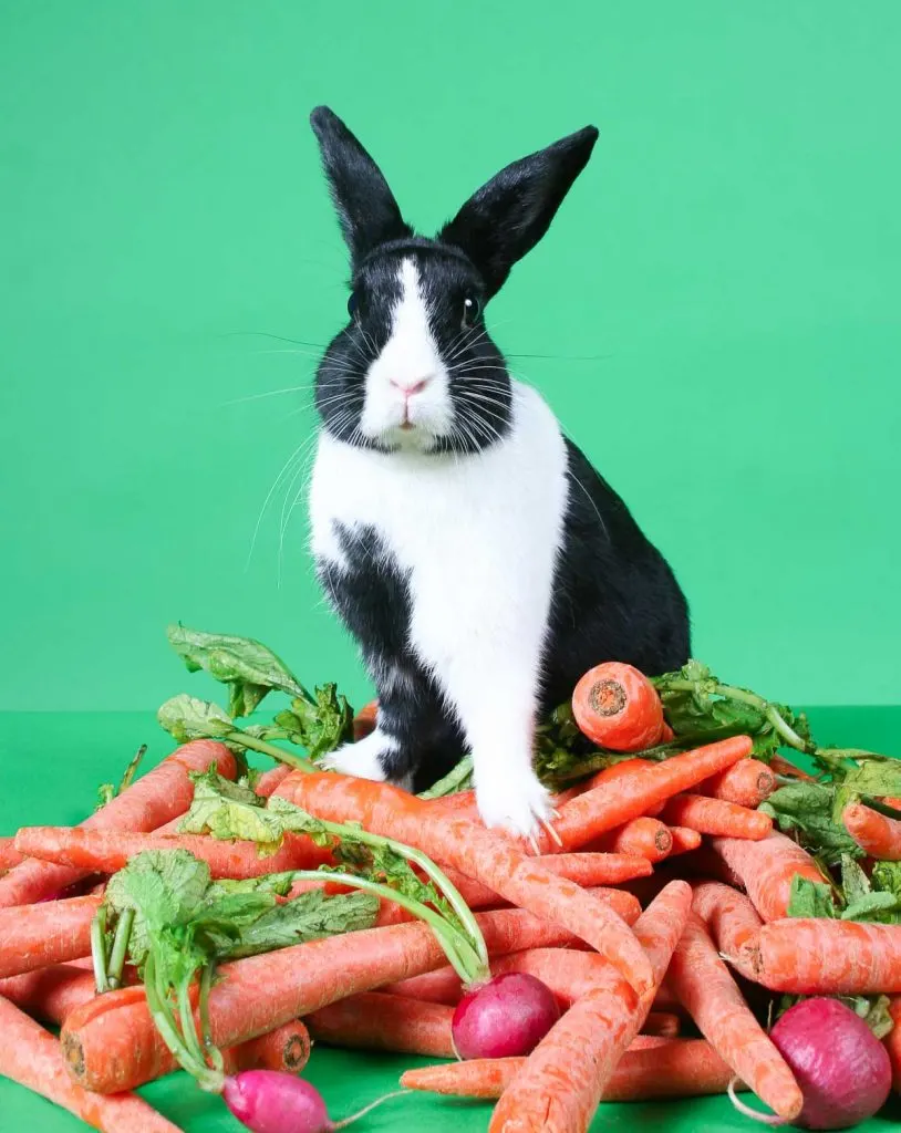 Can Rabbits Eat Cooked Carrots 