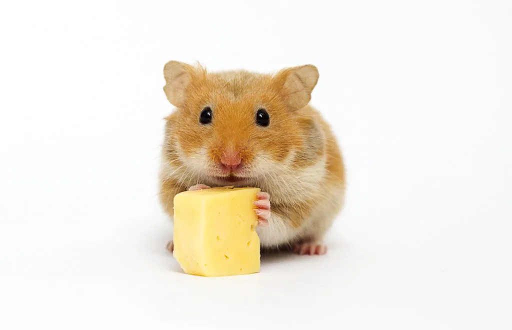 golden syrian hamster holding piece of yellow cheese