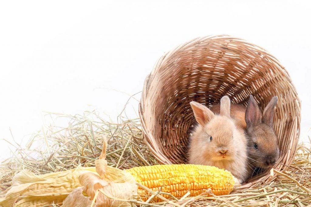 Can Rabbits Eat Corn Cobs? Vet Explains Pets