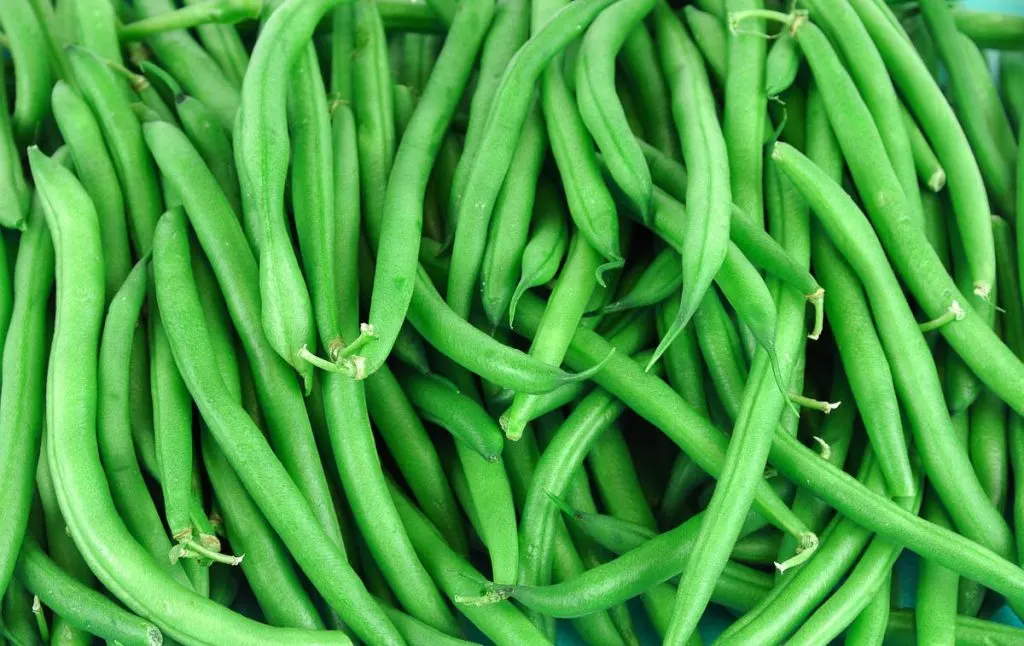 close up of bushel of fresh green beans