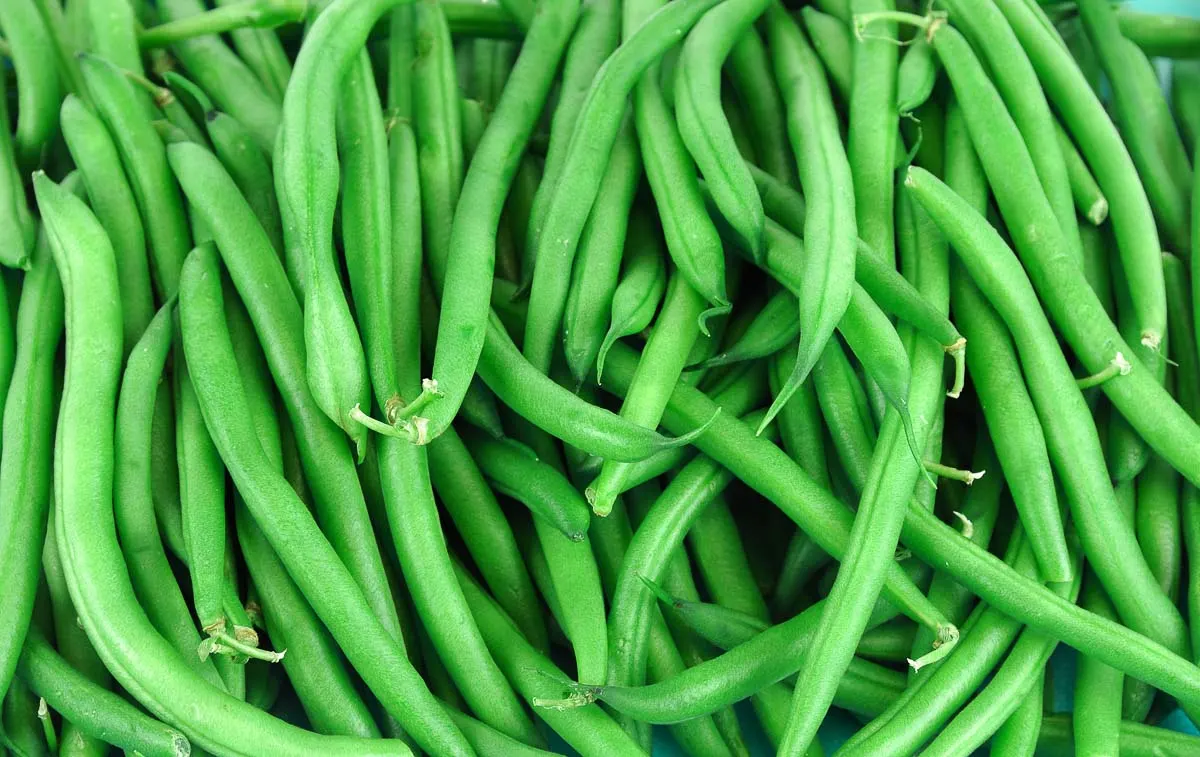 close up of bushel of fresh green beans