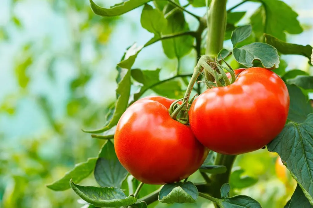 two red tomatoes on green vine