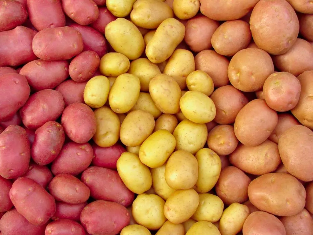 red yellow and brown potatoes in large pile