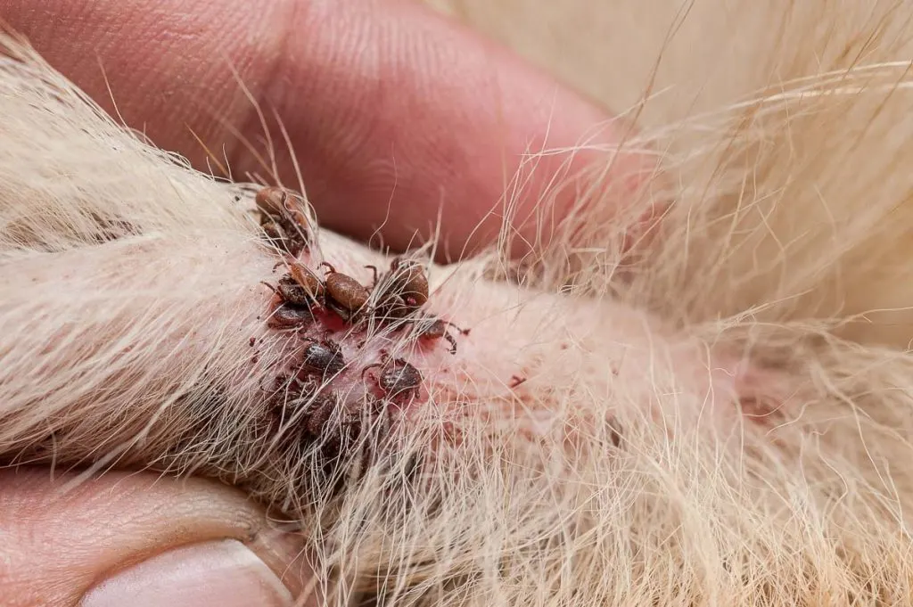 white dog with many engorged ticks on close up of hair and skin