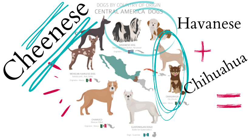 graphic of havanese dog and chihuahua mixing to form cheenese hybrid in equation