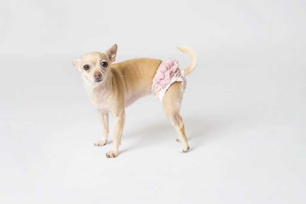 chihuahua in a pink designer diaper