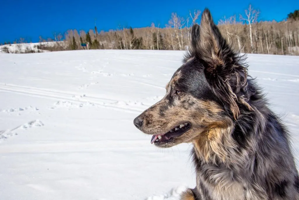 profile view of face of german shepherd mix with australian shepherd in snow