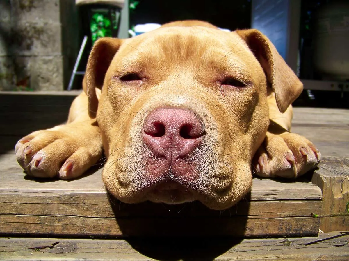 what health problems do pitbulls have