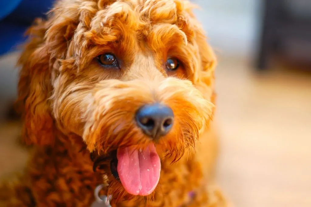 face shot of mini goldendoodle puppy