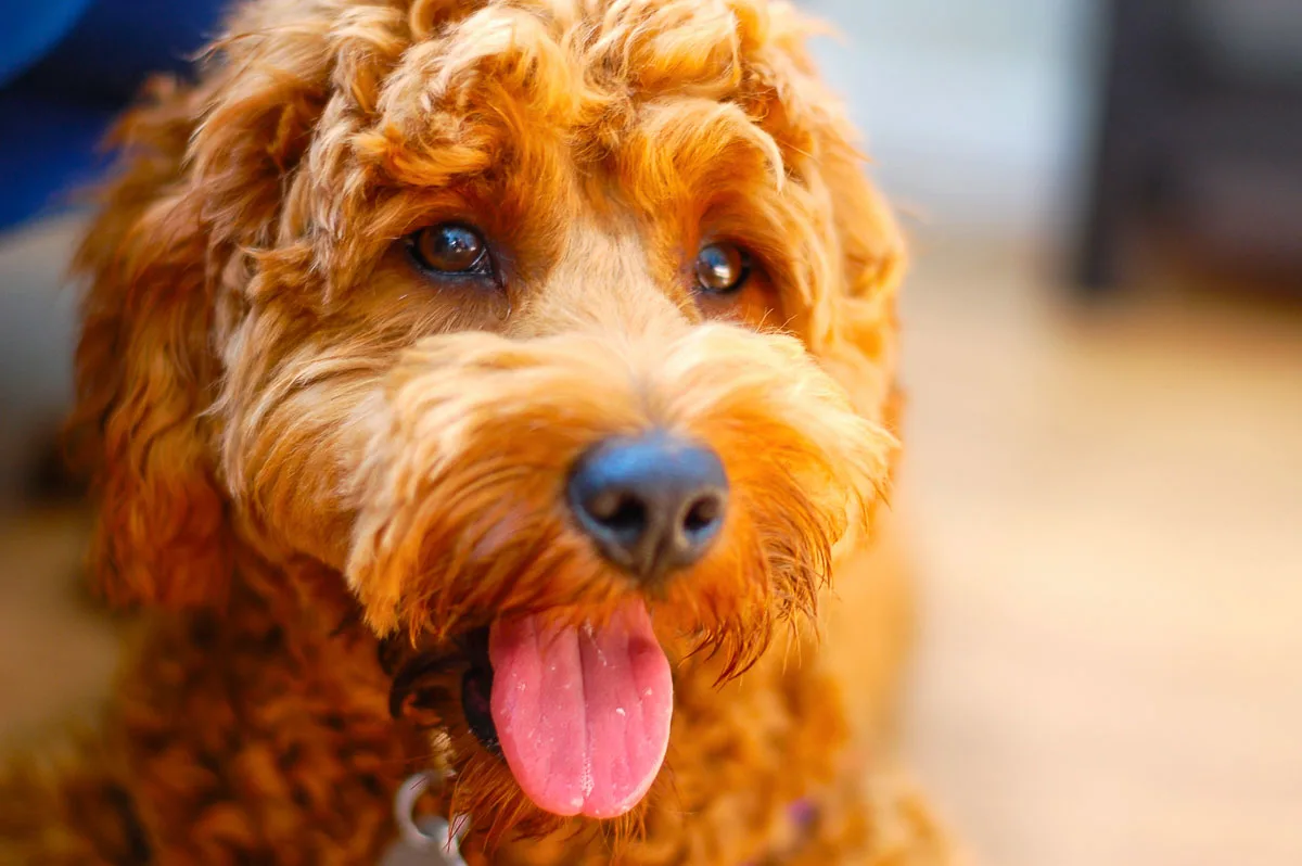 how much is a miniature goldendoodle