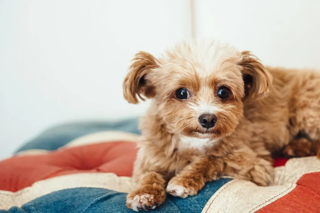 brown and white morkiepoo puppy laying on blue and red blanket