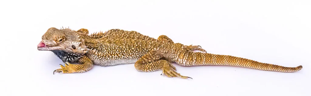 body profile view of bearded dragon with black beard