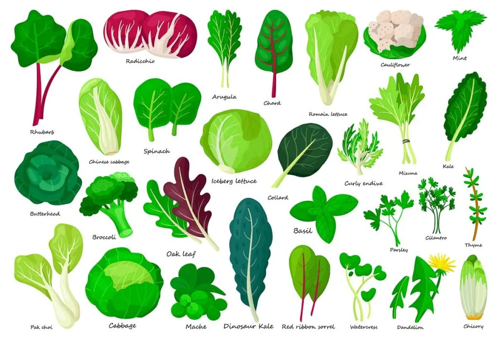 drawing of multiple leafy greens cabbage lettuce kale